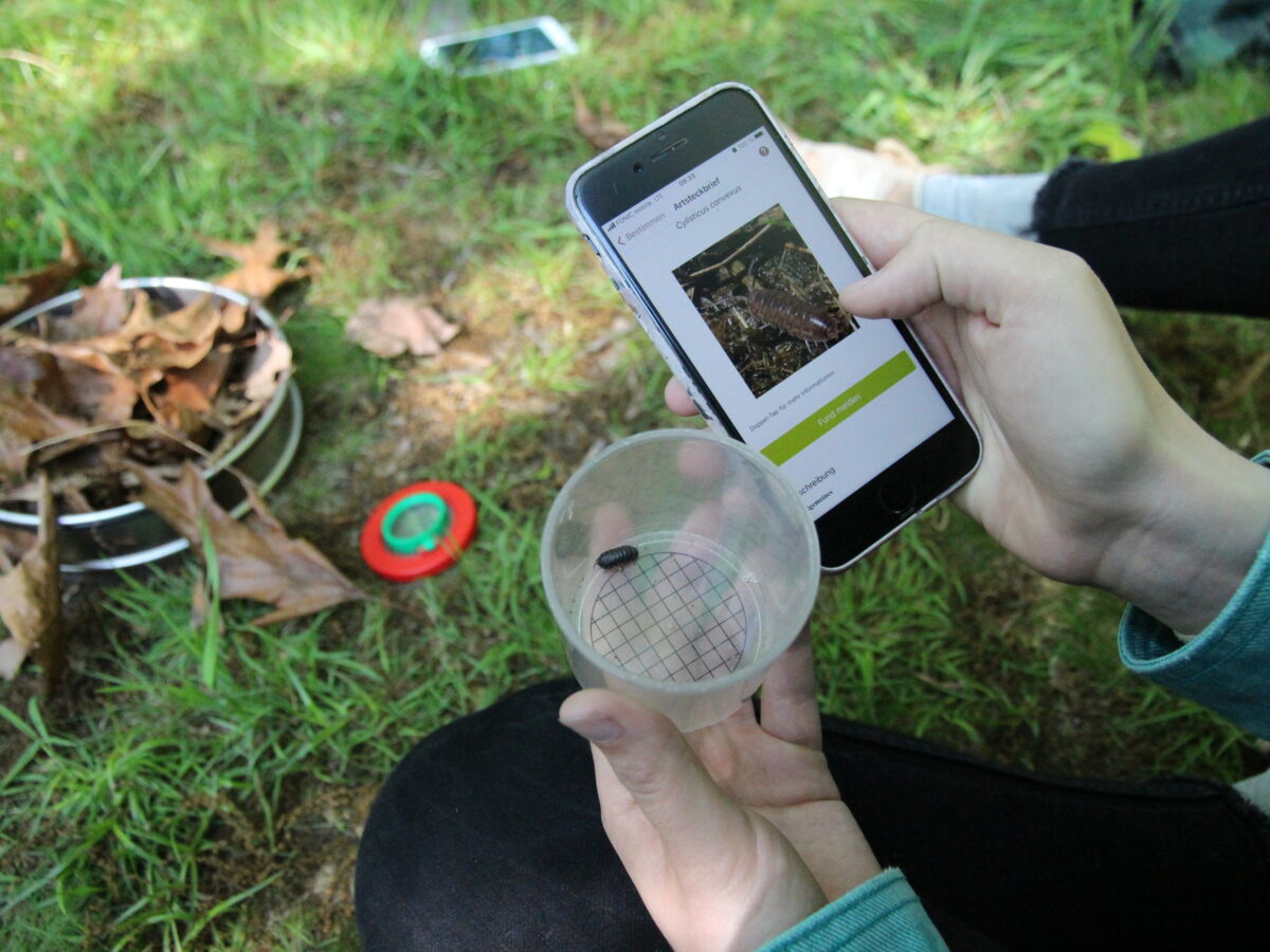 Zur Ergebnisseite: Mitmachen bei der Bodentierforschung – die Citizen Science App BODENTIERhoch4