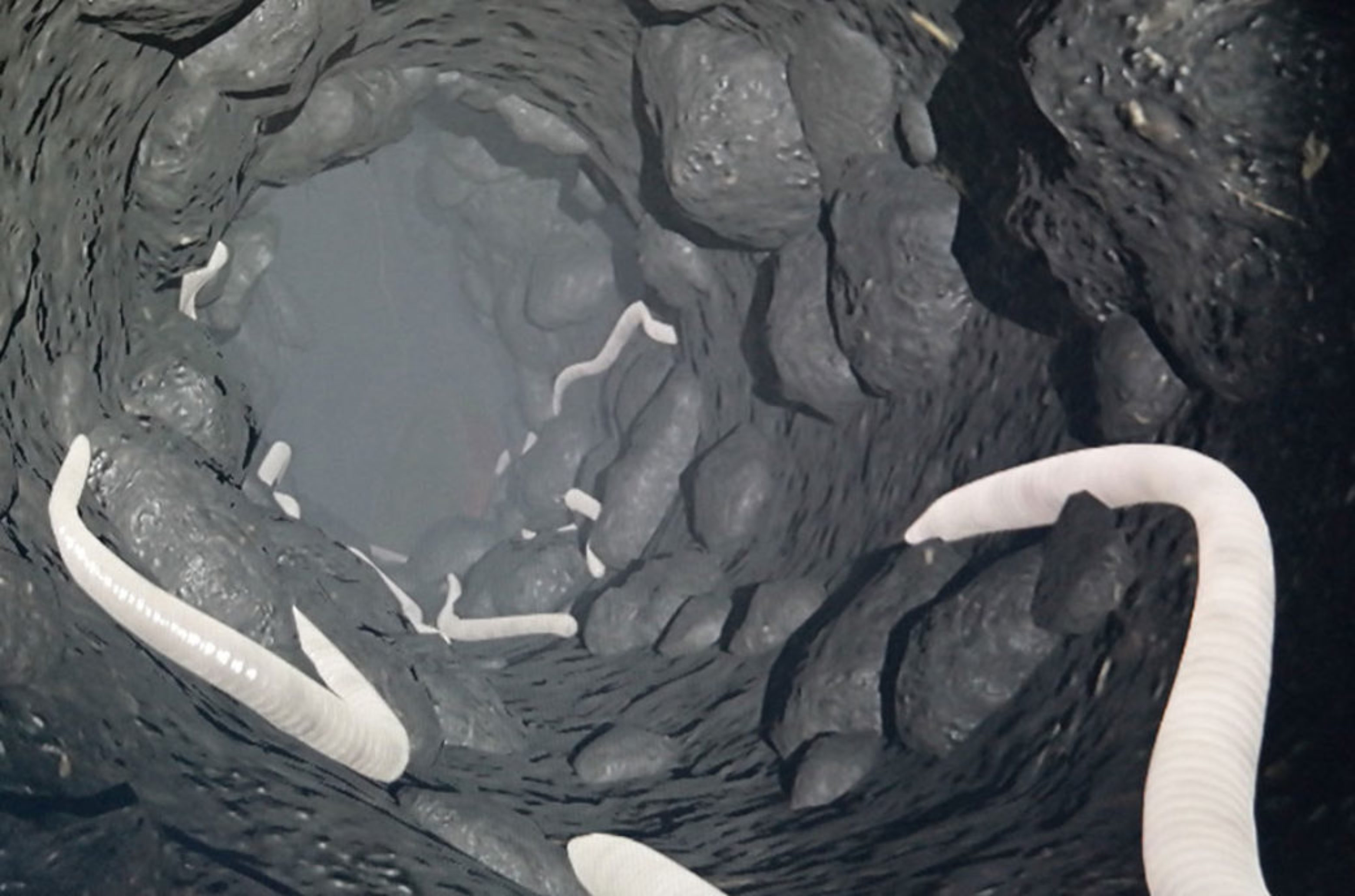 Virtual view into the soil habitat