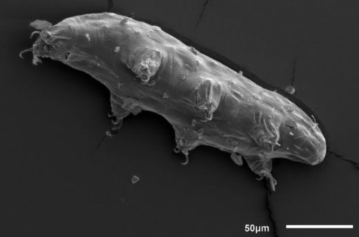 water bear under a microscope