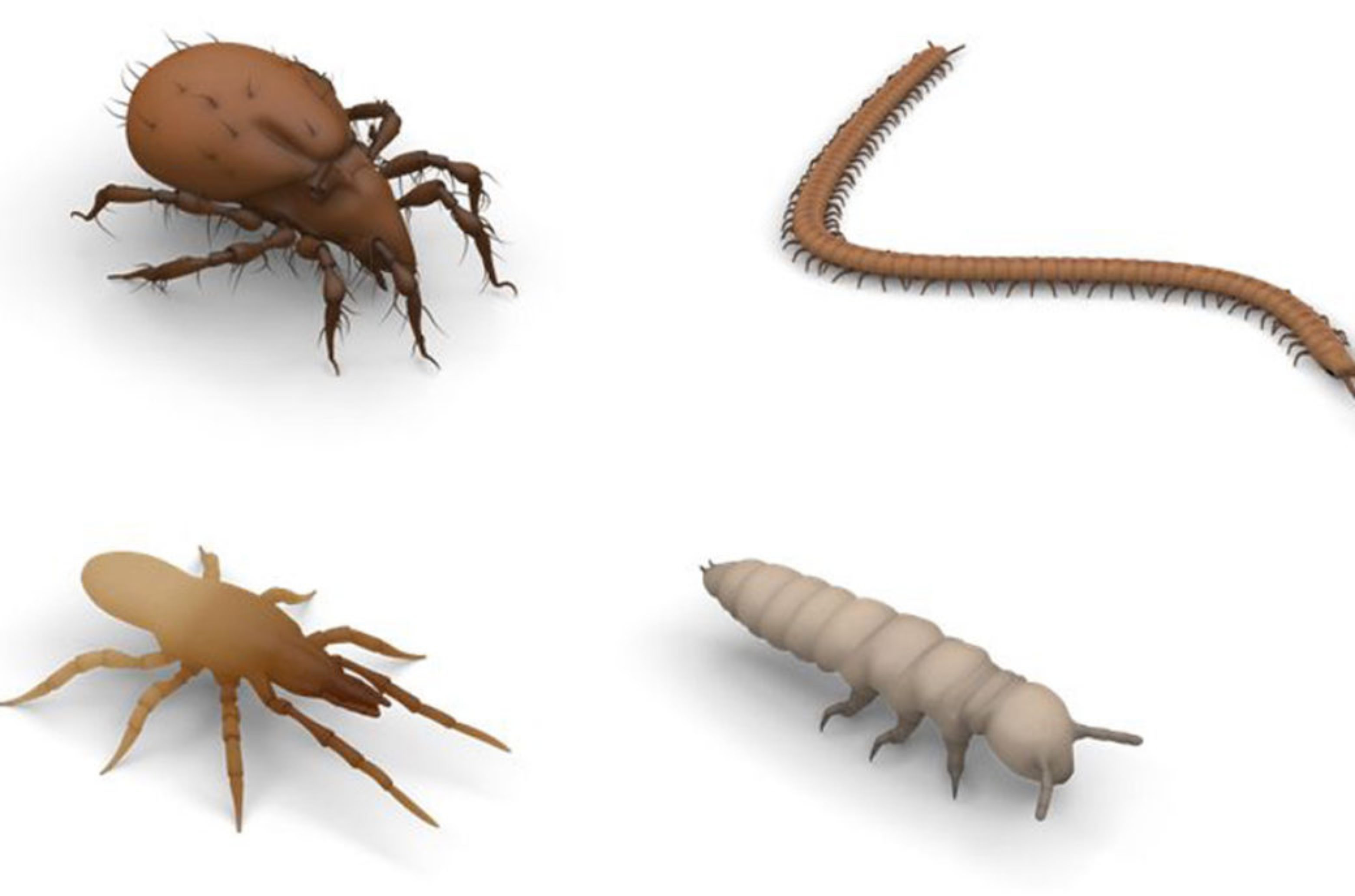 For the VR application, soil animals were reconstructed in 3D according to scientific specifications.