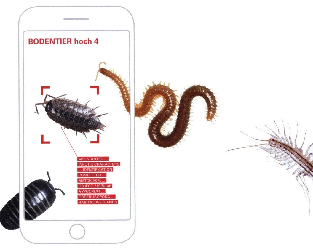 Bodentiere lassen sich mit dem Online-Portal BODENTIER hoch 4 richtig bestimmen