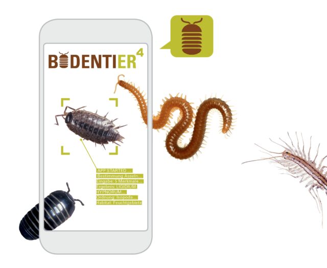 Bodentiere richtig bestimmen mit dem Online-Portal BODENTIER hoch 4, Foto: E. Iorio, J. Rosenberg, D. Carrascal/ Dindin, CC BY 4.0