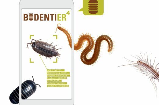 museum4punkt0: Mit der Citizen Science-App BODENTIERhoch4 des Senckenberg Museum für Naturkunde Görlitz lernen Nutzer*innen Bodentiere kennen und bestimmen. Die Funde sind für Bodentierforscher*innen weltweit nützlich.