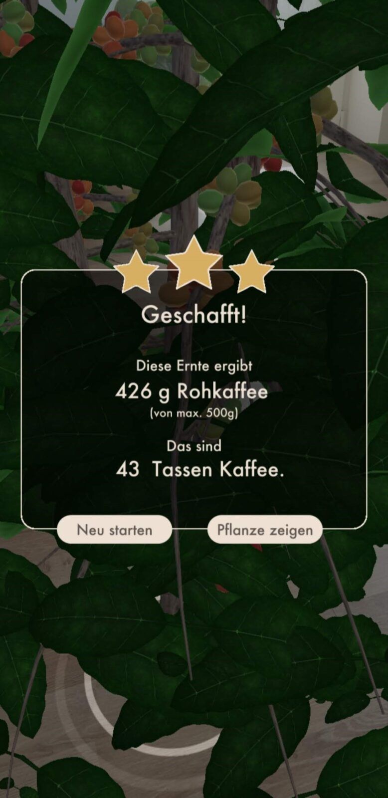 Die Kaffeebohnen können geerntet werden