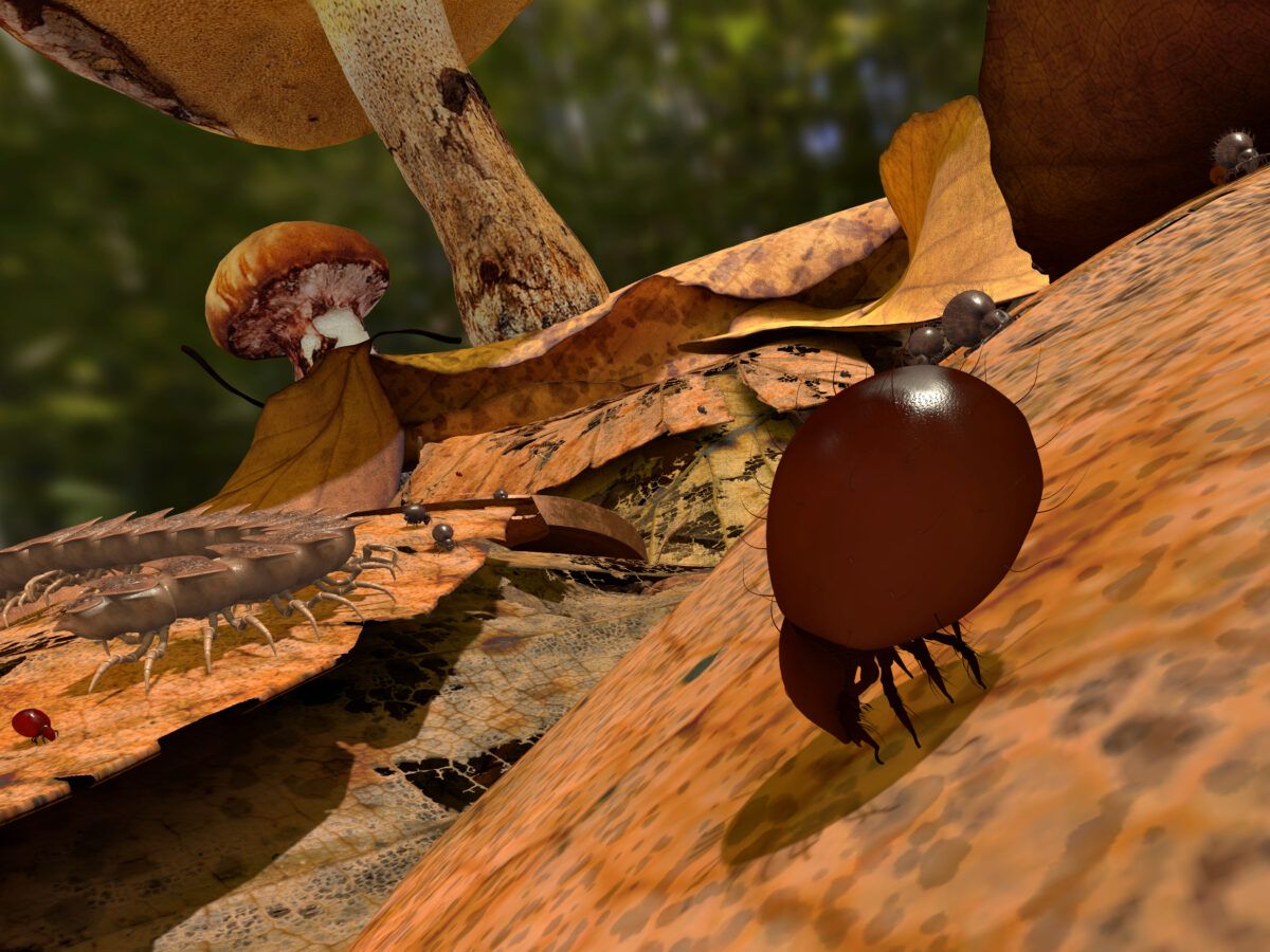 Bild zum Ergebnis: Virtual Reality Abenteuer Bodenleben – Den verborgenen Lebensraum Boden erleben