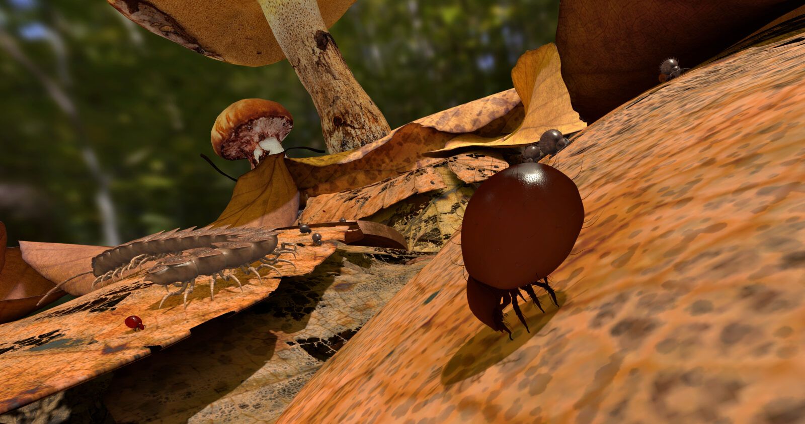 Es sind Bodentiere als Animation zwischen Blättern und Pilzen zu sehen.