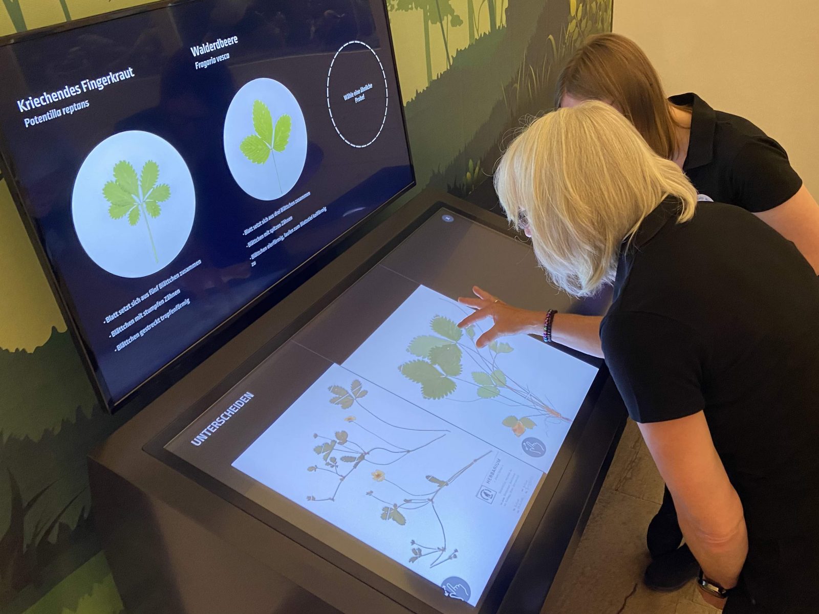 Zwei Frauen beugen sich über den Touchscreen der interaktiven Medienstation und zoomen mit gespreizten Fingern in die Abbildungen von einem von zwei Herbarbögen mit Blütenpflanzen hinein.